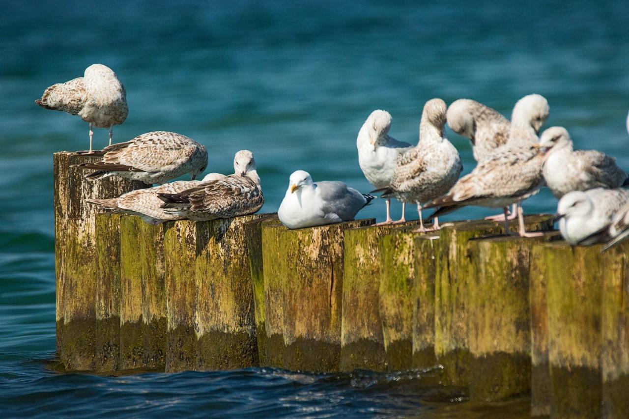 Fewo 1 Wiek auf Rügen Exteriér fotografie