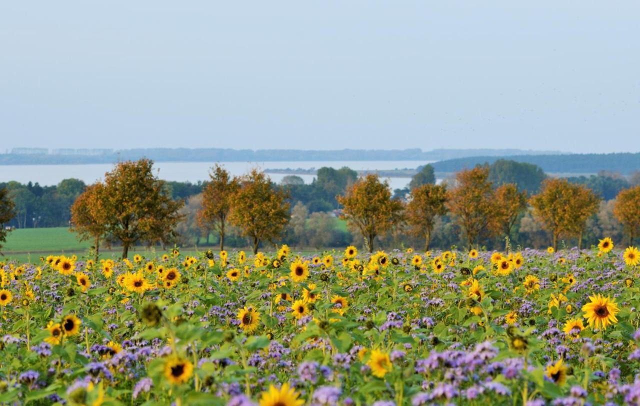 Fewo 1 Wiek auf Rügen Exteriér fotografie